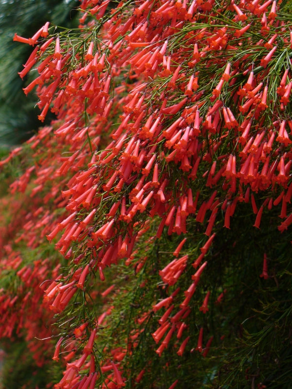 Red Firecracker Fern, Firecracker Plant, Coral Fountain,Russelia equisetiformis, R. juncea, copyright � almostedenplants.com